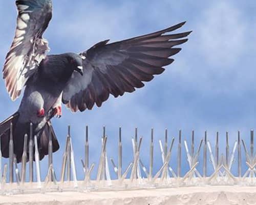 Best Ideal Bird Netting services in Pune